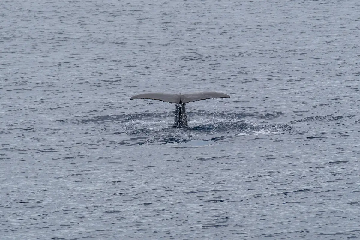 Sperm whale tail rising above the sea as the animal dives