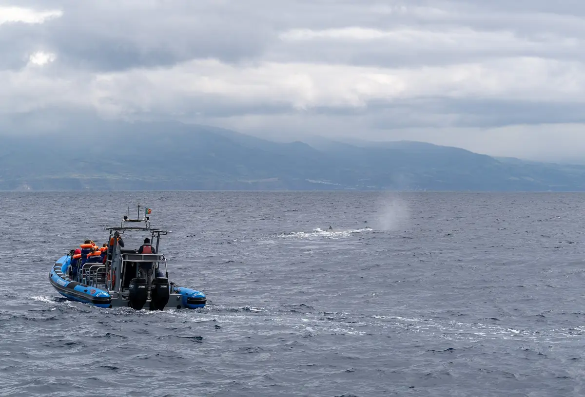 Rigid inflatable boat with passengers following a sperm whale off São Miguel